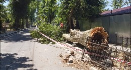 ORTAÇEŞME’DE TARİHİ ÇINAR AĞACI DEVRİLDİ