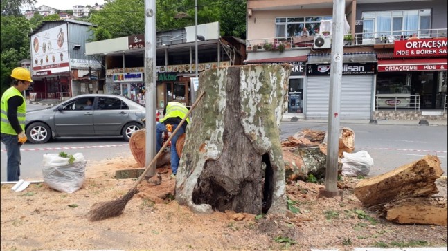 Beykoz’un Anıt Ağaçları Yeniden Filizlenecek