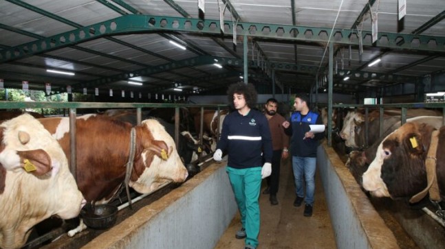 Beykoz’da Kurban Bayramı Öncesi Denetimler Artırıldı